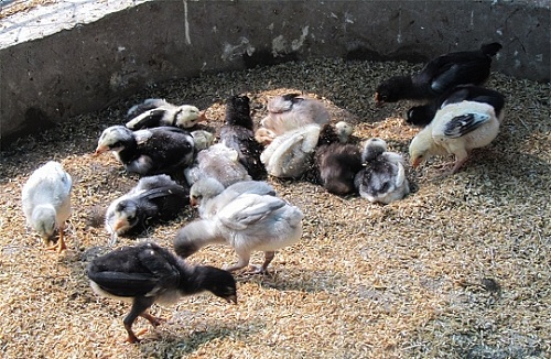 Cách nuôi gà chọi con 1 tháng tuổi giảm tỷ lệ tử vong